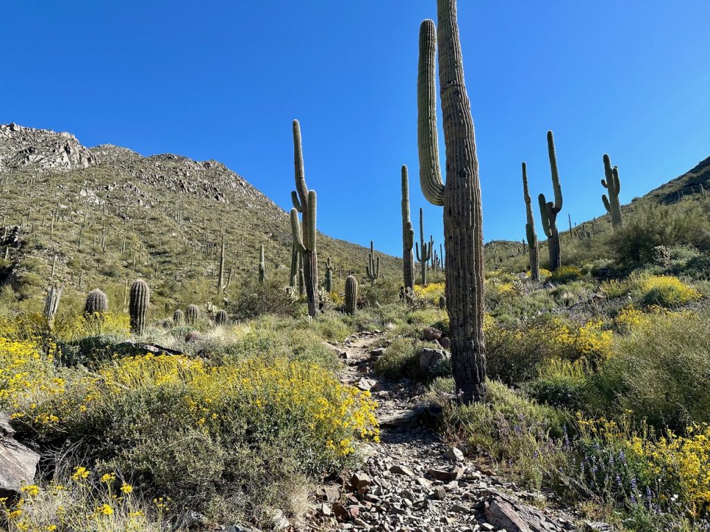 Trail leading from the Gateway Trailhead at the McDowell Sonoran Preserve