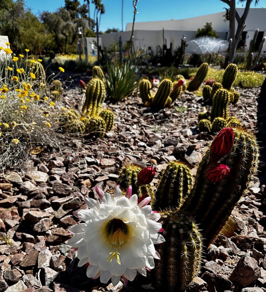 Desert natural landscape showcased at the Scottsdale Civic Center