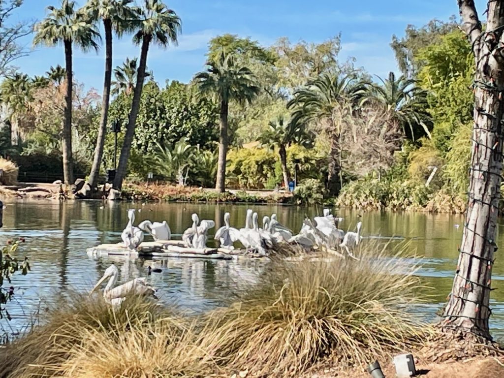 Phoenix Zoo offers one of the best nature activities in Scottsdale