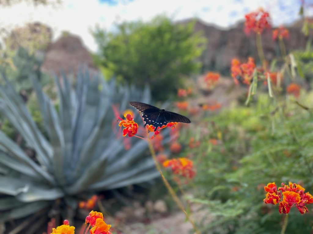 Visitors can spend an entire day enjoying the various desert plants of the Boyce Thompson Arboretum