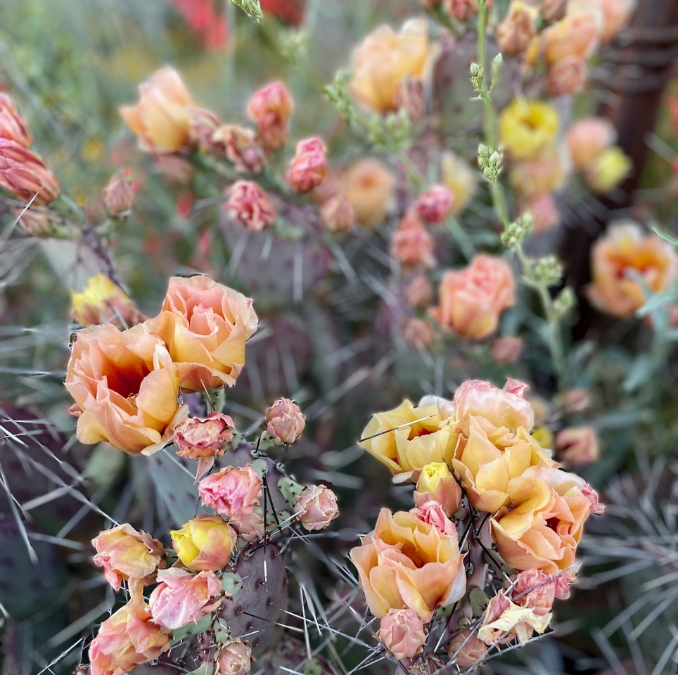 Blooming cacti at the Desert Botanical Garden