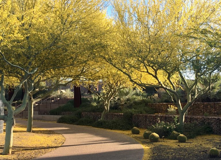 Enjoy Nature Activities in the Xeriscape Garden at Chaparral Park in Scottsdale