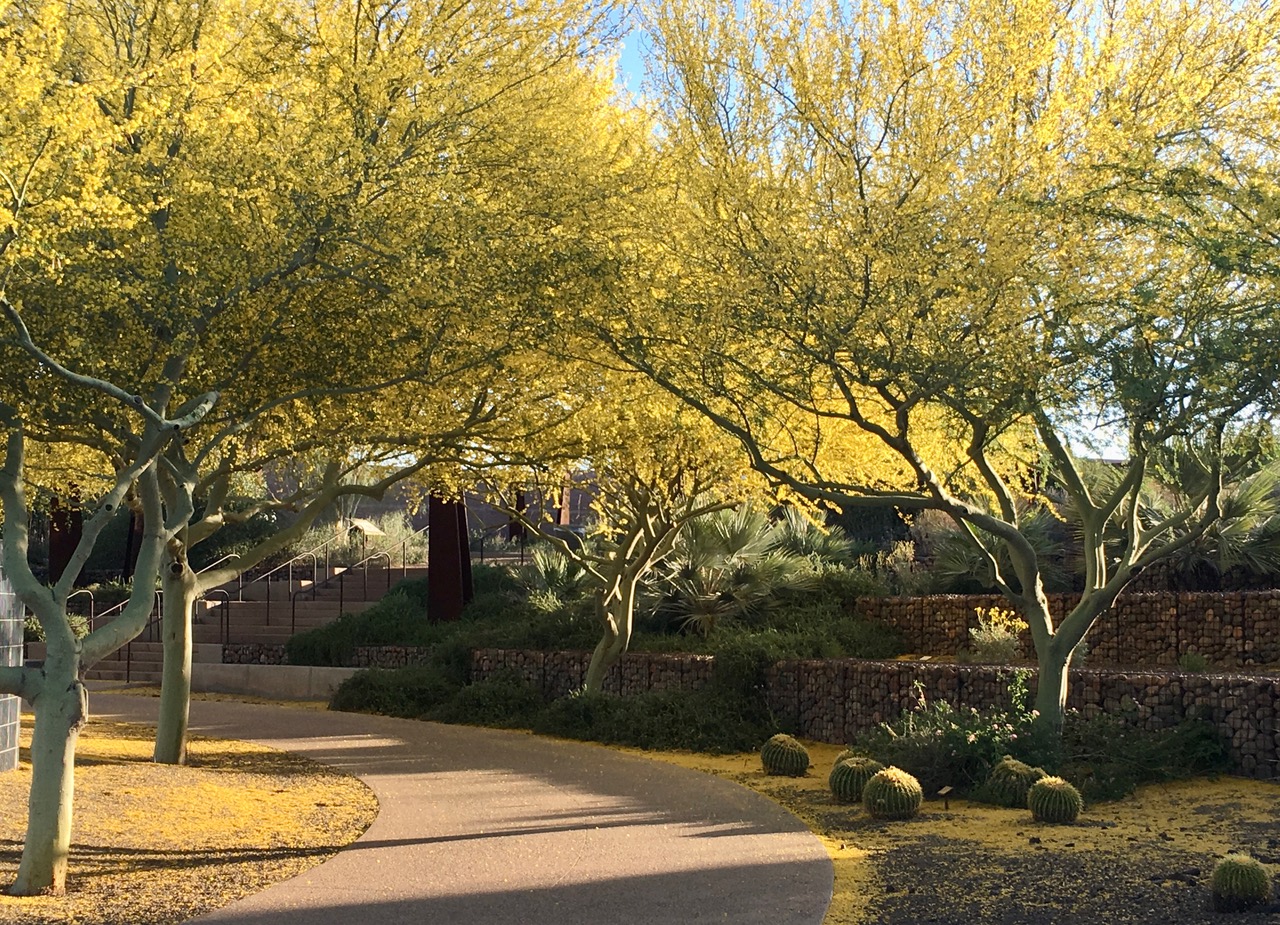 Enjoy Nature Activities in the Xeriscape Garden at Chaparral Park in Scottsdale