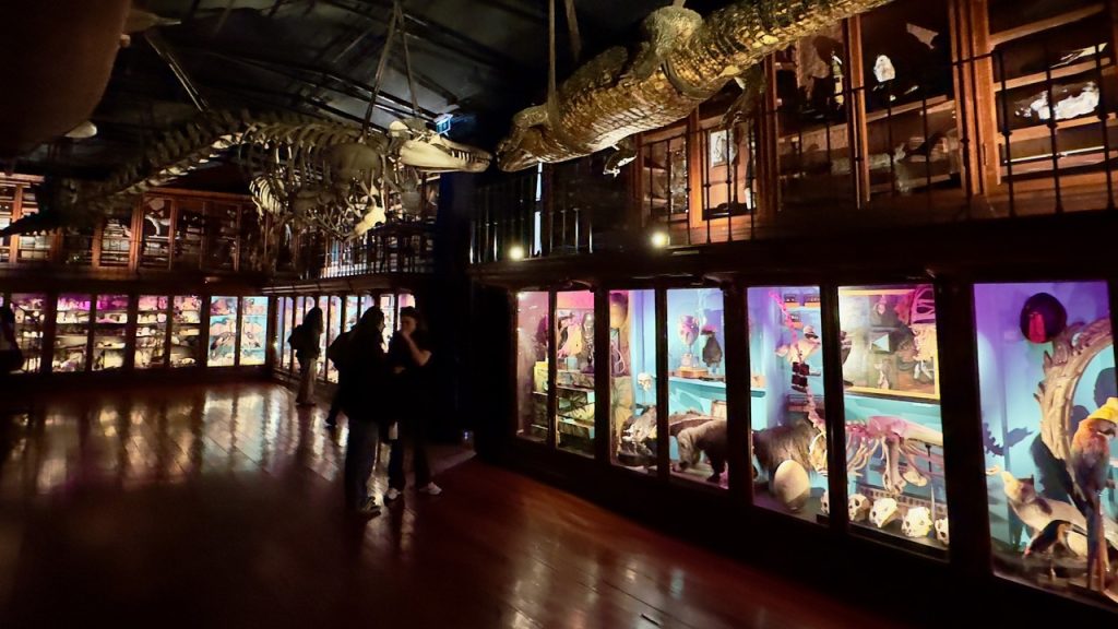 Cabinet of Curiosities in the University of Coimbra