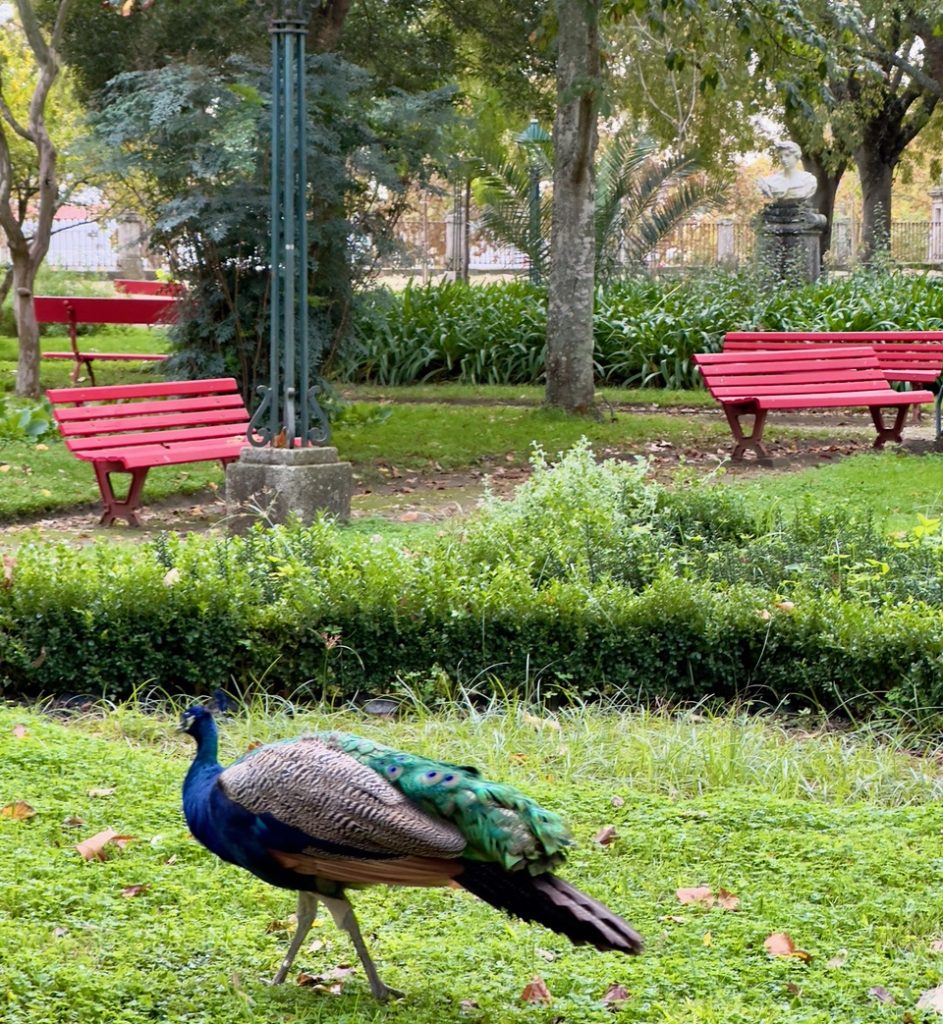Jardim Publico