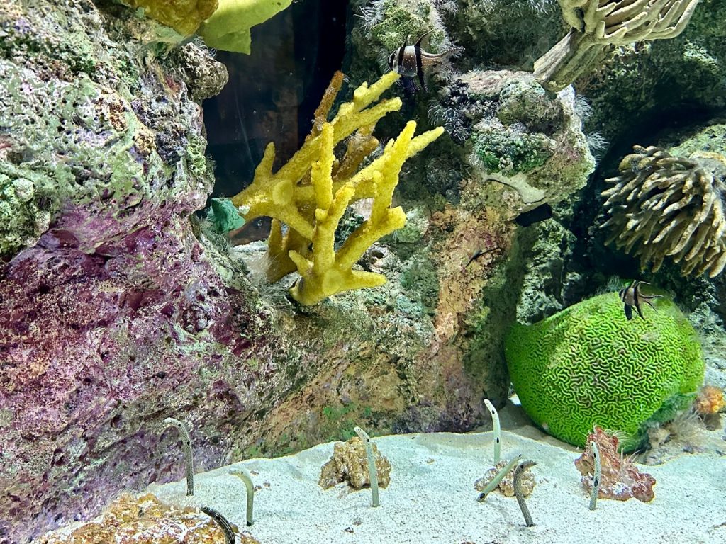 Shedd Aquarium