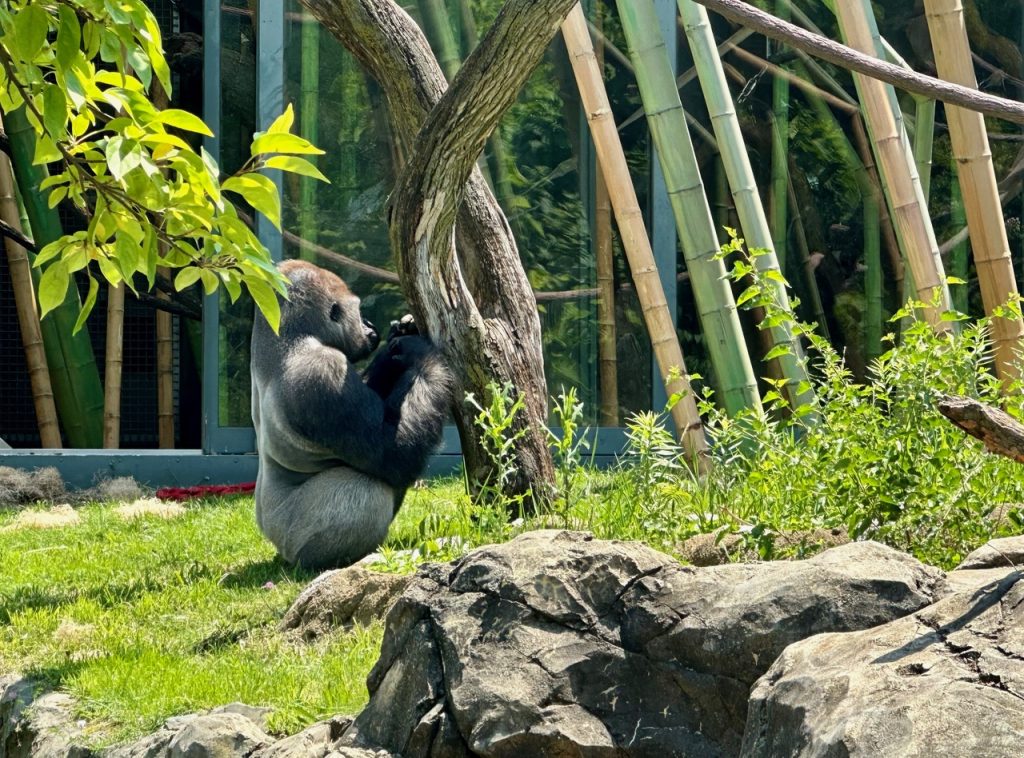 Gorilla at Lincoln Park Zoo